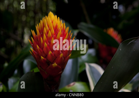 Bromeliad Flame (Torch) Stock Photo