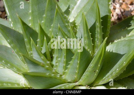 Aloe polyphylla / showing fibonacci pattern Stock Photo