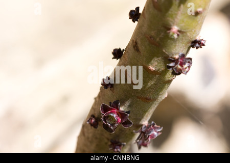 Aeonium schwarzkopf sprouting stem Stock Photo
