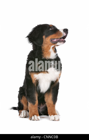 Bernese Mountain Dog puppy in front of a white background Stock Photo