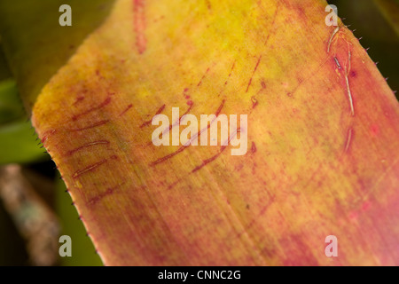 Bromeliad Neoregelia hybrid leaf detail Stock Photo