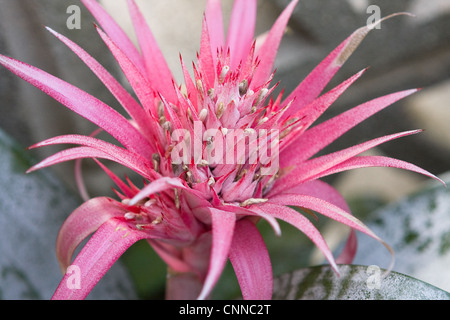 Aechmea fasciata Pink Flower head Stock Photo