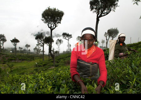 Picking tea leaves in a big tea plantation in the Haputale region in Sri Lanka. Stock Photo