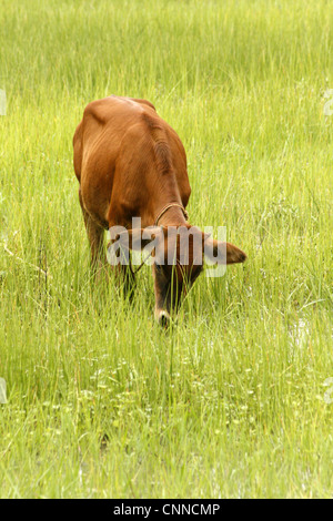A cow grazing in paddy fields in India Stock Photo