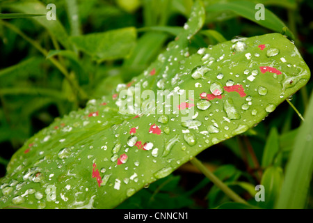 arrowleaf elephant ear leaf with water droplets Stock Photo