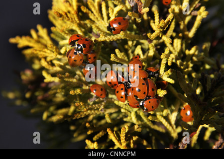 Large number of ladybird beetles in sun. Stock Photo