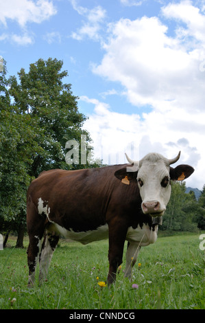 Cow in Field, Alps, France Stock Photo