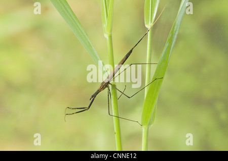 Water Stick Insect (Ranatra linearis) adult, clinging to submerged plant stems, England, may (captive) Stock Photo