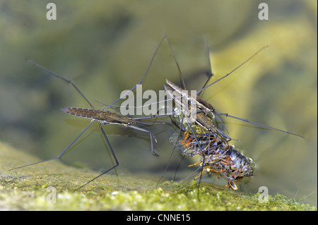 Common Pond Skater (Gerris lacustris) three adults, feeding on dead Cicada (Cicada orni) on surface of water, Italy Stock Photo