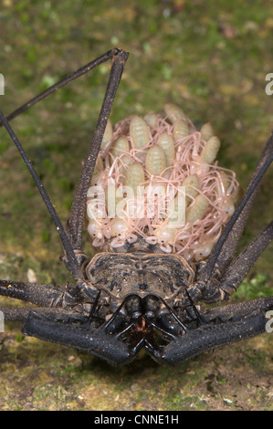 Tailless Whip Scorpion Heterophrynus sp. adult female young on abdomen Los Amigos Biological Station Madre de Dios Amazonia Peru Stock Photo