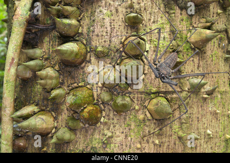 Tailless Whip Scorpion Heterophrynus sp. adult waiting prey trunk spiny tree Los Amigos Biological Station Madre de Dios Stock Photo