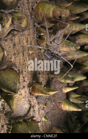 Tailless Whip Scorpion Heterophrynus sp. adult waiting prey trunk spiny tree Los Amigos Biological Station Madre de Dios Stock Photo