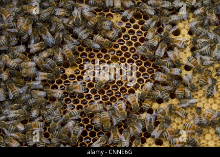 Worker bees tending drone and honey/nectar cells in the brood frame part of the hive. Stock Photo