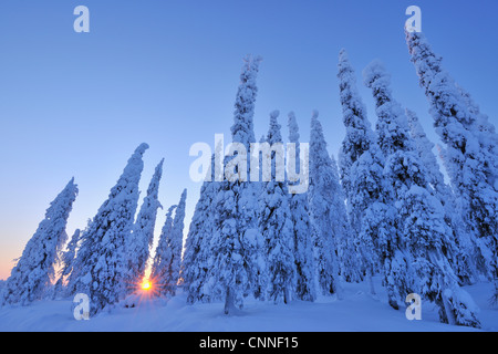 Snow Covered Spruce Trees at Sunrise, Kuusamo, Northern Ostrobothnia, Finland Stock Photo