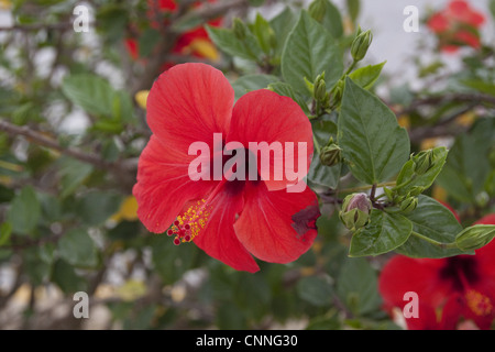 red hibiscus flower Hibiscus rosa-sinensis Stock Photo