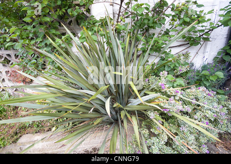 Phormium Tenax Plant detail - Botanical Photographs Stock Photo