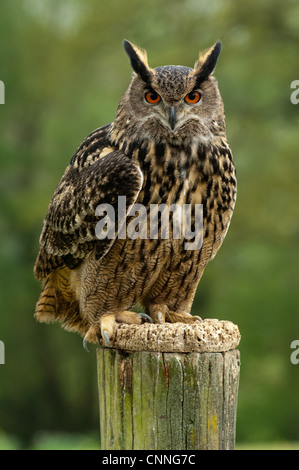 Eurasian Eagle Owl watching from a post Stock Photo
