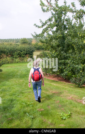 Offas Dyke Path walker cider orchard Pen Rhos Monmouthshire Wales Stock Photo