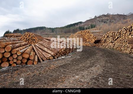 Piles of Logs, Scotland Stock Photo
