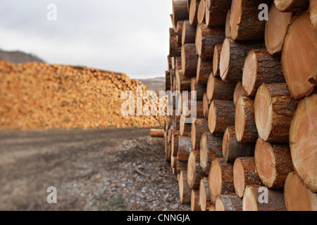 Piles of Logs, Scotland Stock Photo