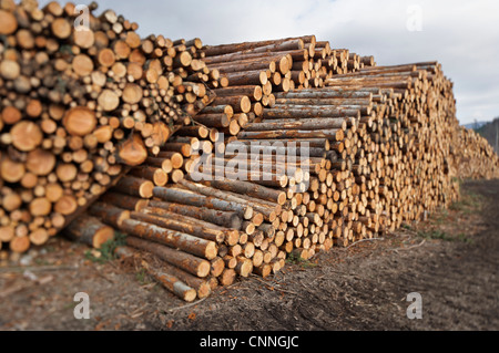 Piles of Logs, Scotland Stock Photo