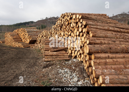 Piles of Logs, Scotland Stock Photo