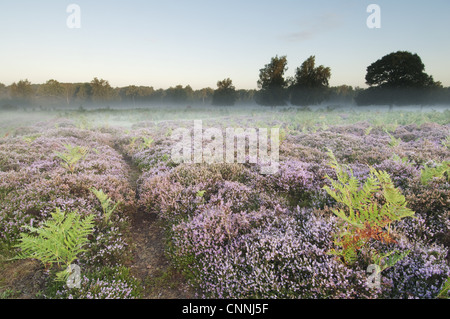 Bracken Pteridium aquilinum Common Heather Calluna vulgaris flowering growing lowland heathland habitat dawn Hothfield Stock Photo