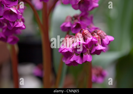 Bergenia cordifolia purpurea Stock Photo