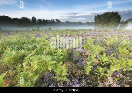 Bracken Pteridium aquilinum Common Heather Calluna vulgaris flowering growing lowland heathland habitat dawn Hothfield Stock Photo