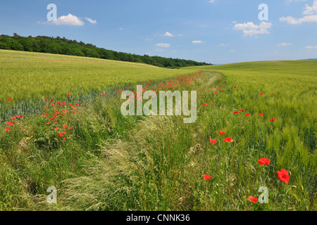 Red Poppies in Field of Grain, Blankenburg, Harz, Saxony-Anhalt, Germany Stock Photo