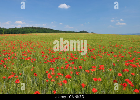 Red Poppies in Field of Grain, Blankenburg, Harz, Saxony-Anhalt, Germany Stock Photo