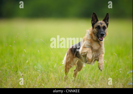 Dog leaping in tall grass Stock Photo