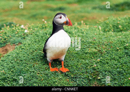 Atlantic Puffin, Skomer Island, Pembrokeshire Coast National Park, Pembrokeshire, Wales Stock Photo