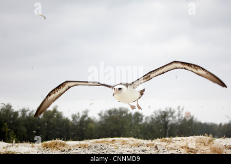 Laysan Albatross taking off from a beach Stock Photo