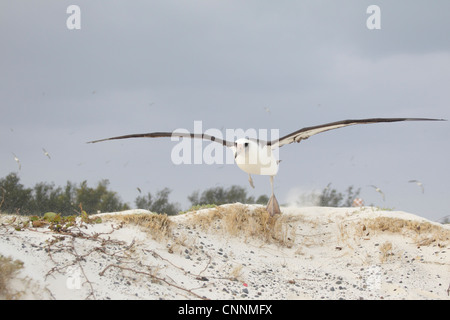 Laysan Albatross taking off from a beach Stock Photo