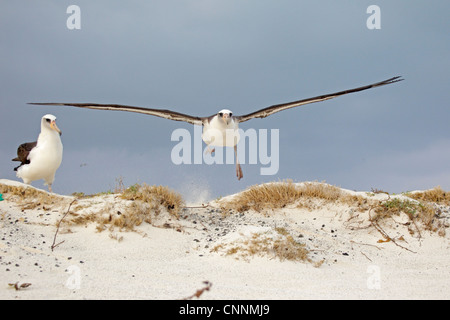 Laysan Albatross taking off from a beach Stock Photo