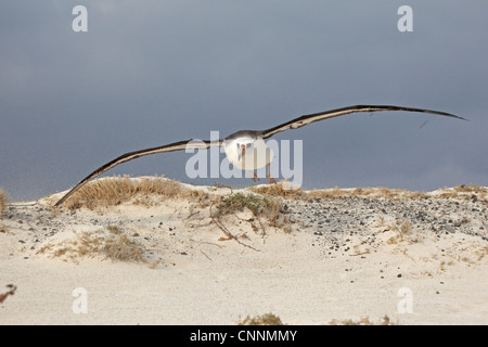 Laysan Albatross taking off from a beach Stock Photo