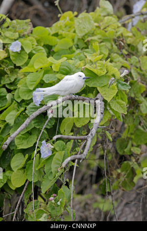 White or Fairy Tern Stock Photo