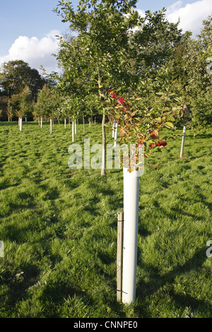 New 'Millenium' woodland Guelder Rose Viburnum opalus broadleaf tree saplings protected plastic sleeves planted former Stock Photo