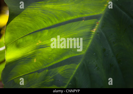 Colocasia leaf close up Stock Photo