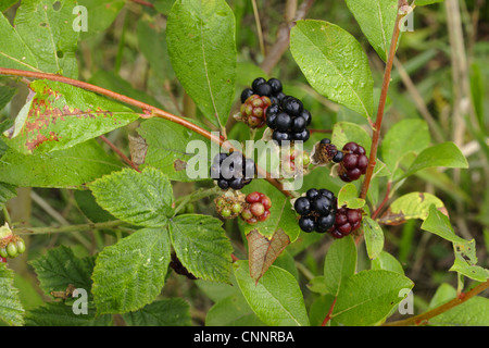 European Dewberry (Rubus caesius) close-up of fruit, West Yorkshire, England, august Stock Photo