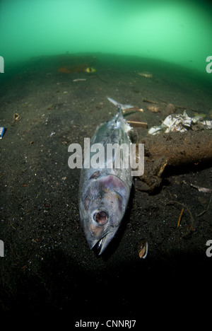 Decayed Dead Fish Dead and decaying fish from fishing boats and rubbish on seabed, Ambon ...