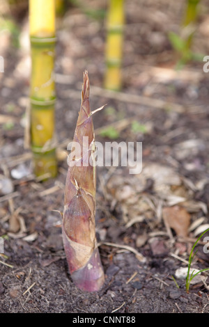 Young growing Bamboo shoots - Chusquea gigantea syn C Breviglumis Stock Photo