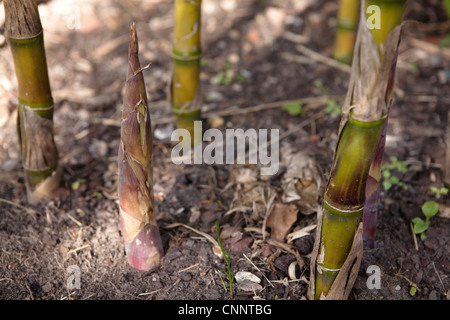 Young growing Bamboo shoots - Chusquea gigantea syn C Breviglumis Stock Photo