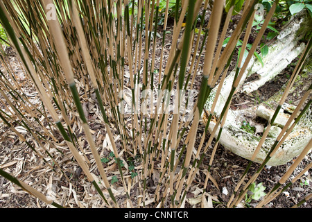 Growing Bamboo  - Chusquea gigantea syn C Breviglumis Stock Photo