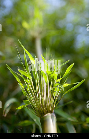 Growing Bamboo - Chusquea gigantea syn C Breviglumis Stock Photo