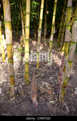 Growing Bamboo Shoots - Chusquea gigantea syn C Breviglumis Stock Photo