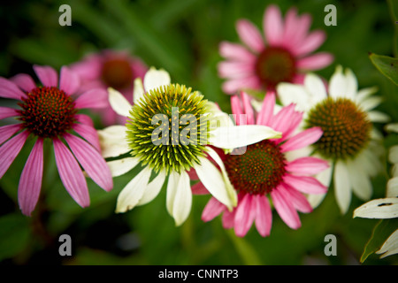 Echinacea Flowers, Bradford, Ontario, Canada Stock Photo