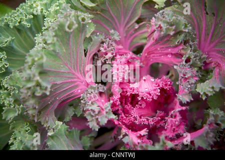 Ornamental Kale, Bradford, Ontario, Canada Stock Photo