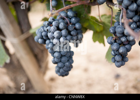 Grapes in Vineyard, Niagara REgion, Ontario, Canada Stock Photo